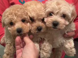 Caniche Toy perros Excelente camada de Caniche toy color apricot - Anuncio 30