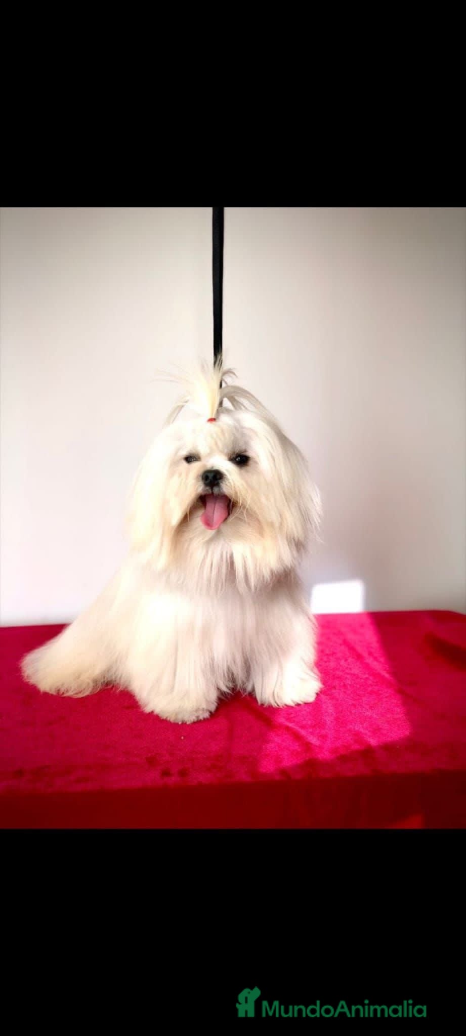 Bichón Maltés perros Cachorros de bichón maltés - Anuncio 3