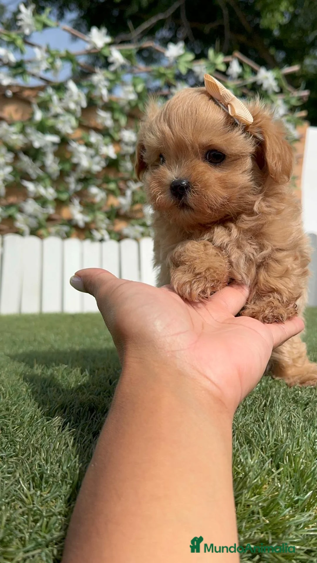 Maltipoo perros en venta: MALTIPOO 100% COREANO - Anuncio 2