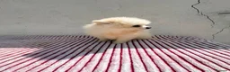 Pomerania perros en venta: Lulu de Pomerania toy  - Anuncio 10