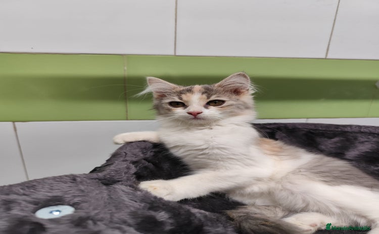 Persa gatos - Anuncio 9