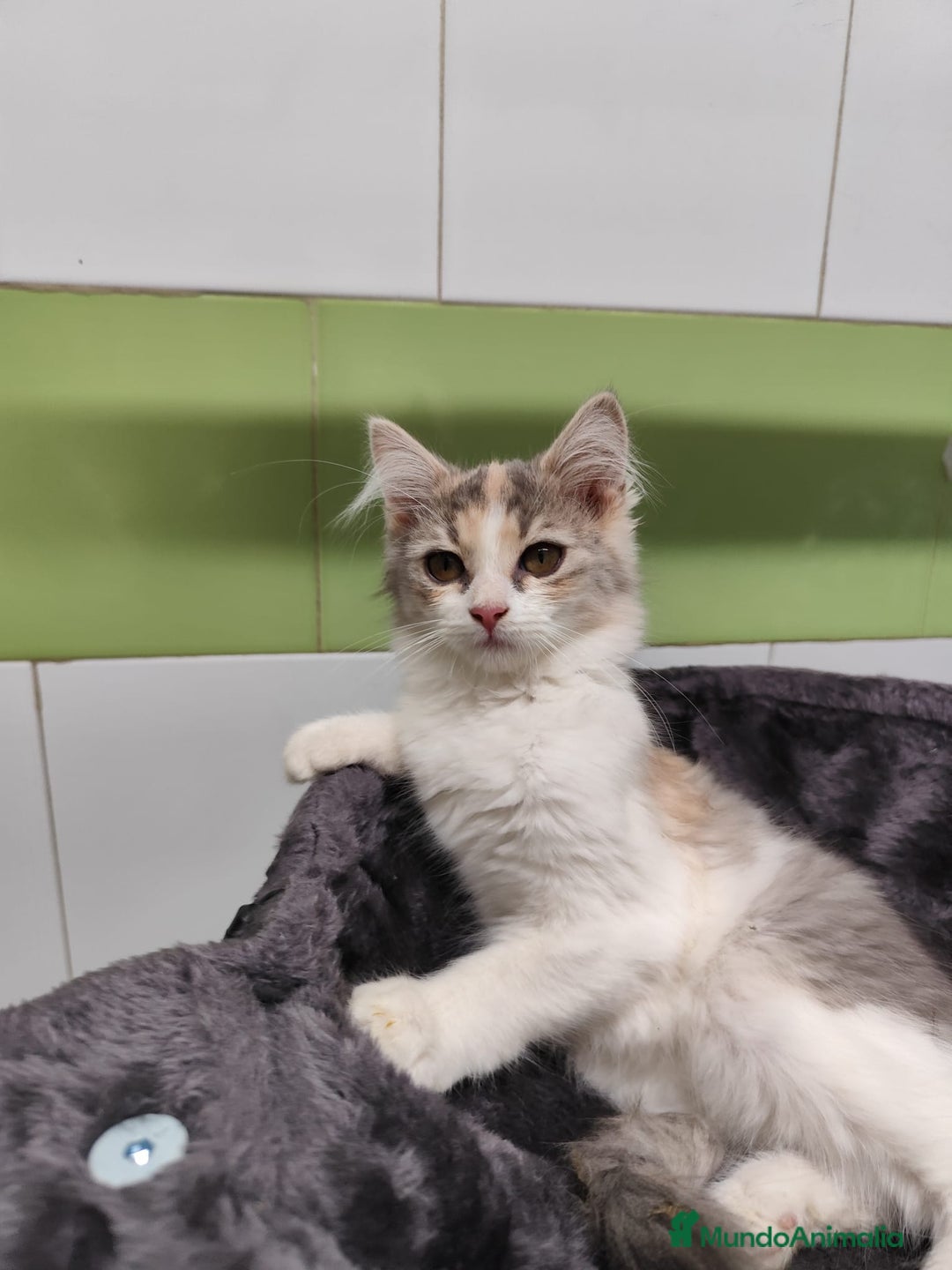 Persa gatos en venta: Persa ( cruce) - Imagen 1