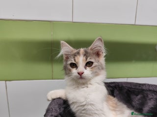 Persa gatos - Anuncio 23