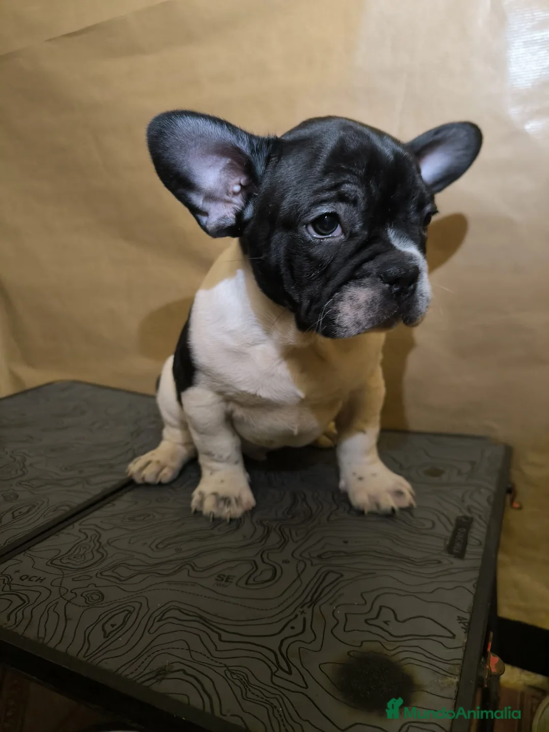 Bulldog Francés perros en venta: Bulldog Francés  - Anuncio 5