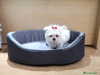 Bichón Maltés perros en Barcelona - Anuncio 26