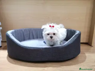 Bichón Maltés perros Cachorros Bichón Maltés en Barcelona - Anuncio 3