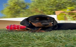 Teckel Miniatura perros en venta: TECKELL MINIATURA MACHO - Imagen 1