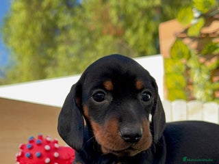 Teckel Miniatura perros - Anuncio 33