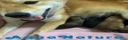 Shiba Inu perros en venta: Shiba Inu Hembra 1 de Marsi y Simbad AQUANATURA - Anuncio 2