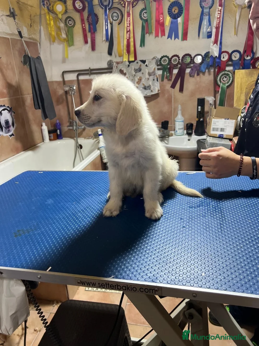 Golden Retriever perros en venta: Golden retriever  - Anuncio 4