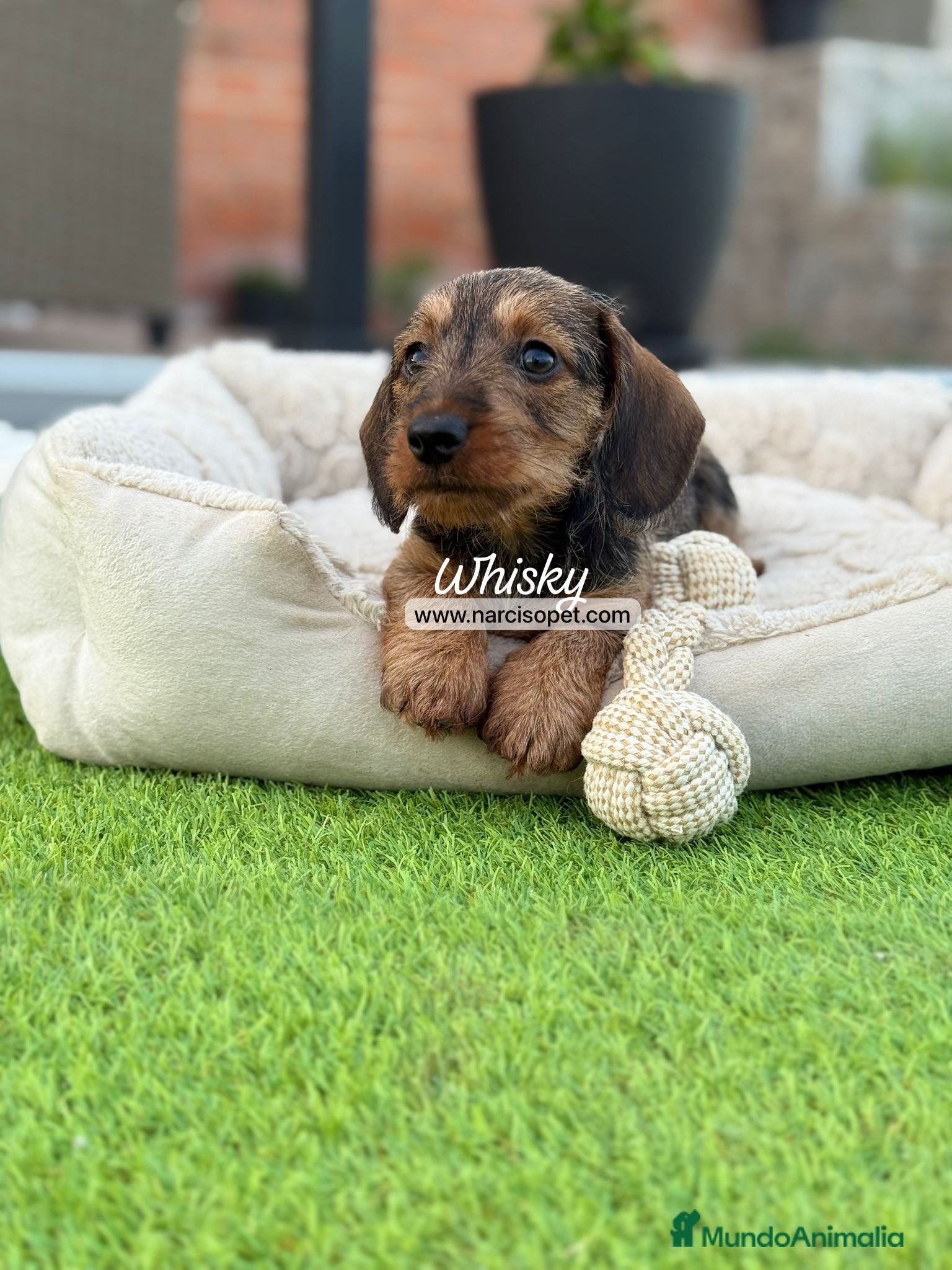 Teckel Miniatura perros en venta: TECKEL PELO DURO MACHO - Anuncio 1