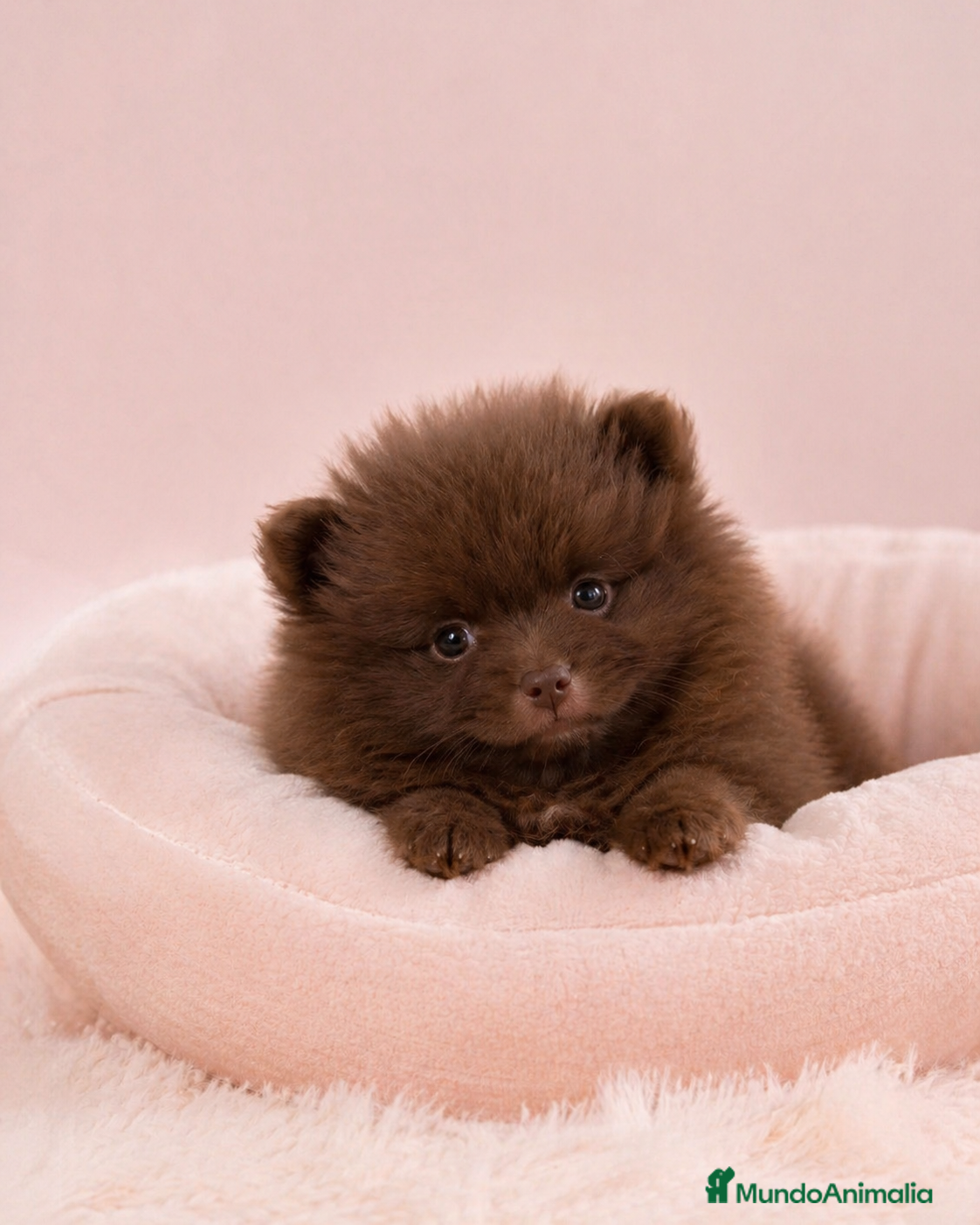 Pomerania perros Pomerania color chocolate disponible ✨ - Anuncio 2