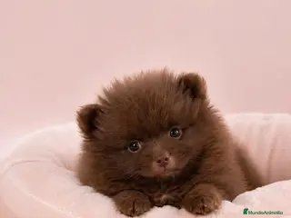 Pomerania perros Pomerania color chocolate disponible ✨ - Anuncio 2