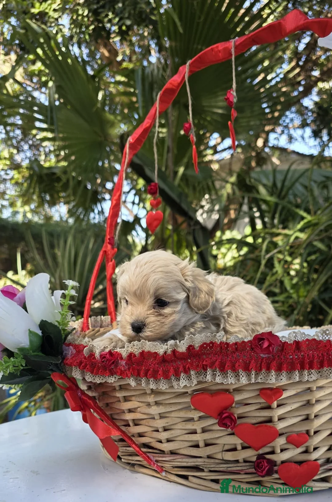 Maltipoo perros en venta: Maltipoo macho toy - Anuncio 2