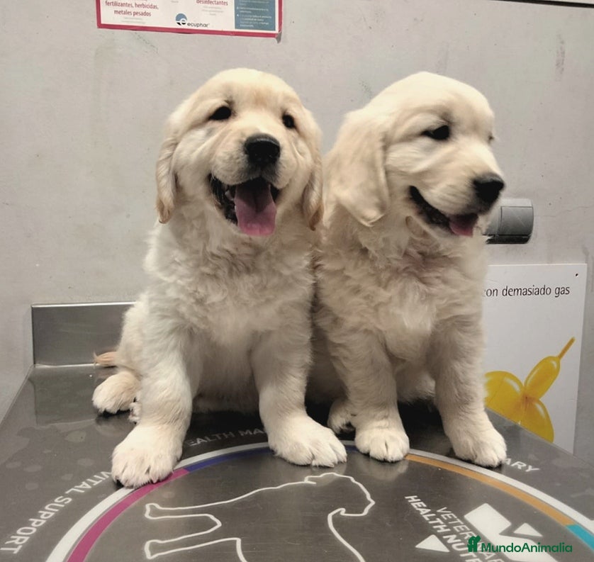 Golden Retriever perros Golden Retriever  - Anuncio 20