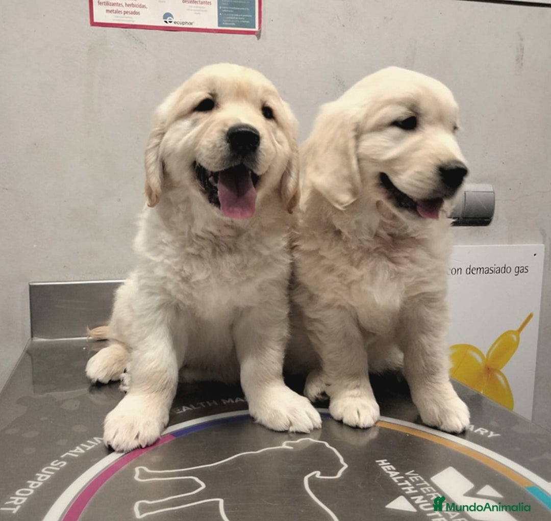 Golden Retriever perros en venta: Golden Retriever  - Anuncio 1