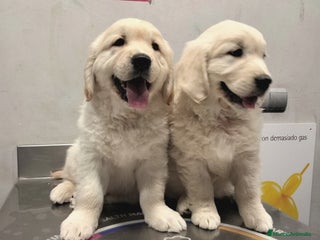 Golden Retriever perros Golden Retriever - Anuncio 2