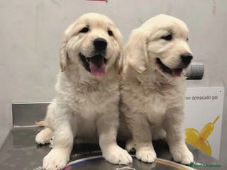 Golden Retriever perros Golden Retriever - Anuncio 9