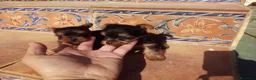 Yorkshire Terrier perros en venta: Yorkshire mini toy  - Anuncio 4