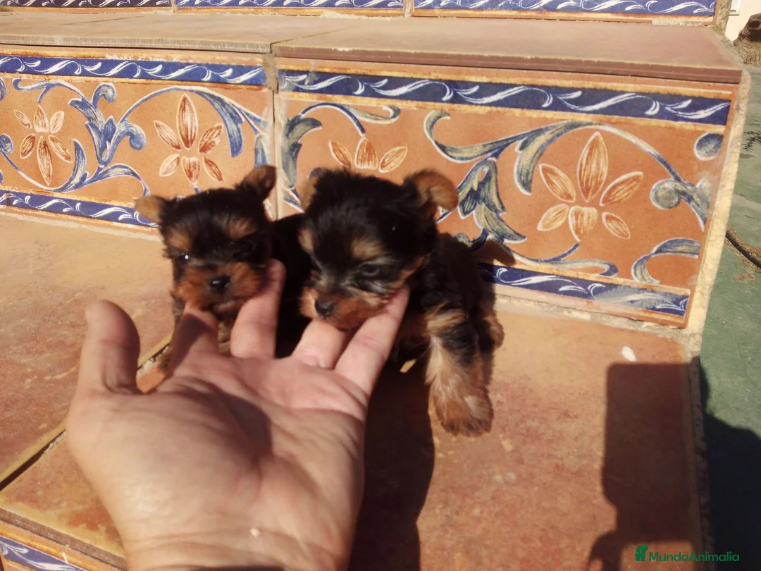 Yorkshire Terrier perros en venta: Yorkshire mini toy  - Anuncio 4