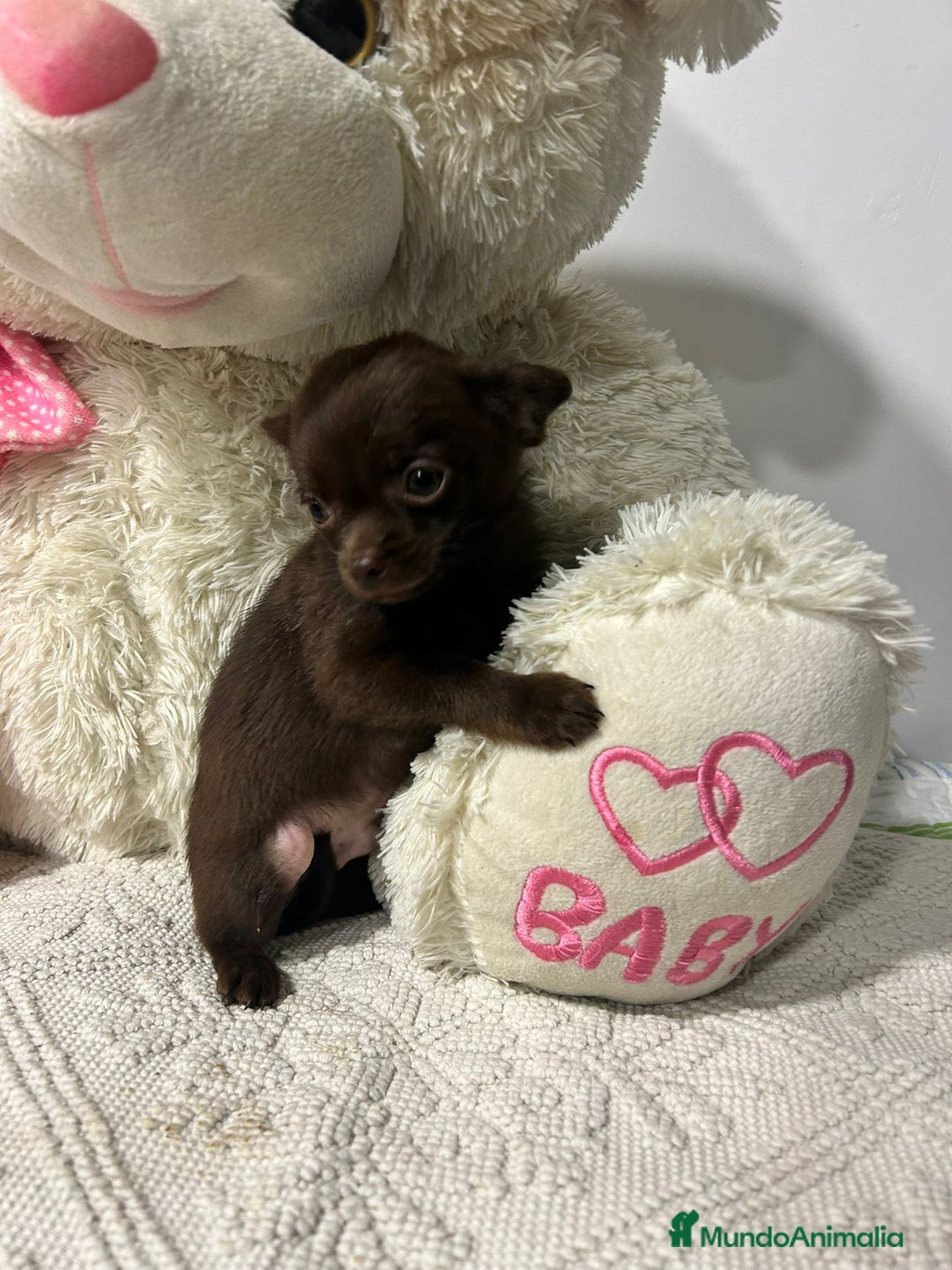 Chihuahua perros en venta: Chihuahua mini - Anuncio 3