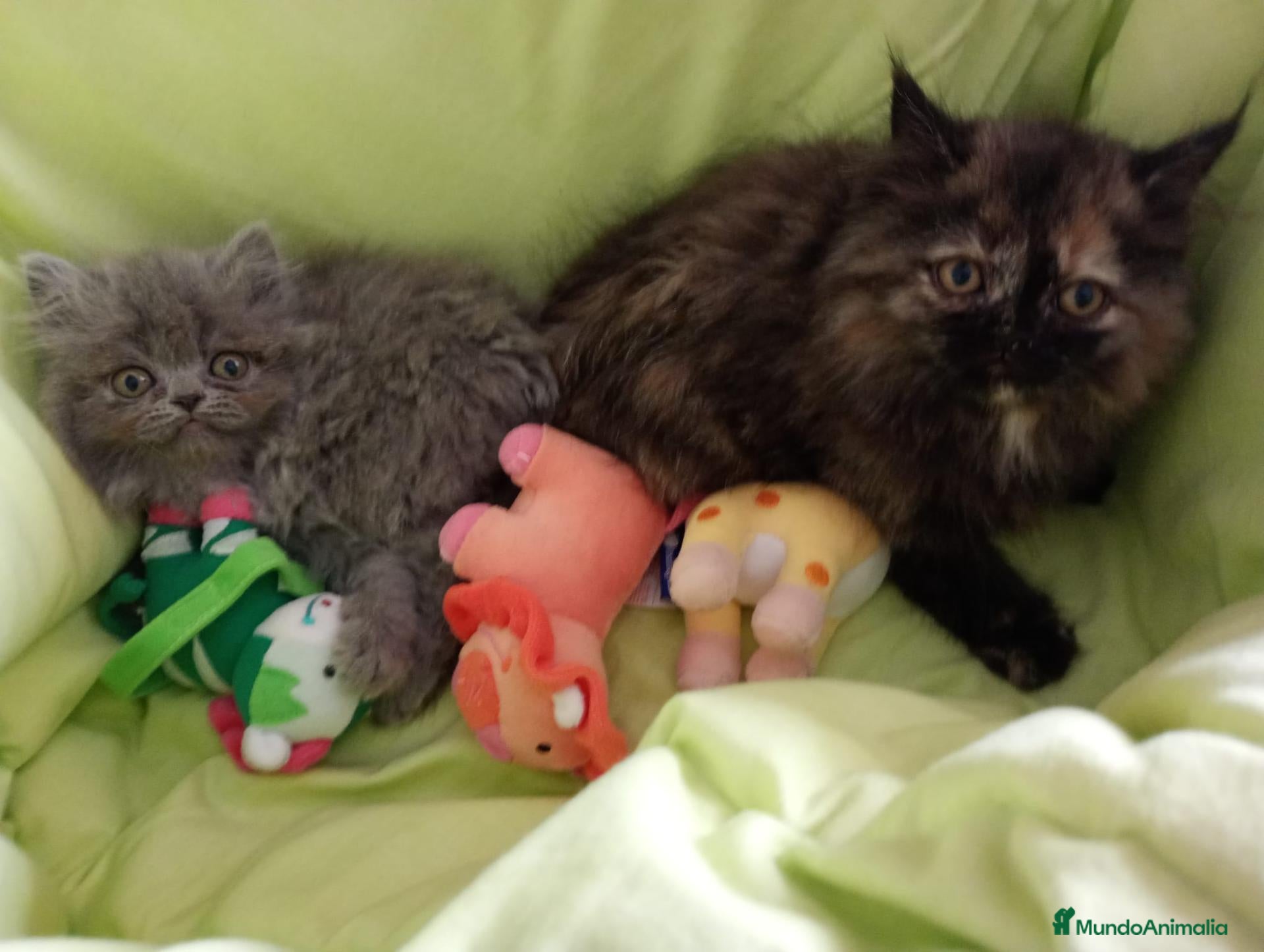 Persa gatos en venta: Gatitos persa himalayo  - Anuncio 2