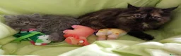 Persa gatos en venta: Gatitos persa himalayo  - Anuncio 1