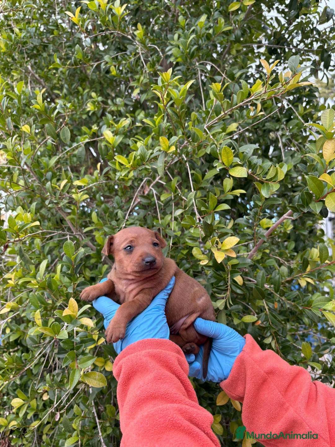 Pinscher Miniatura perros en venta: Mini pinscher  - Anuncio 1