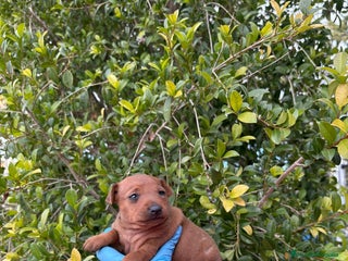 Pinscher Miniatura perros Mini pinscher - Anuncio 1