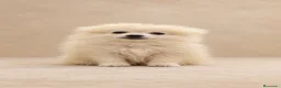 Pomerania perros en venta: Preciosos pomeranias - Anuncio 1