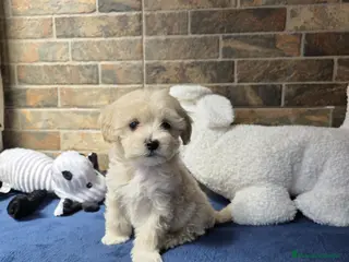 Maltipoo perros Cachorros MALTIPOO - Anuncio 1