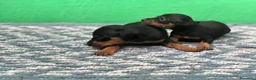 Pinscher Miniatura perros en venta: cachorros de mini pinscher  - Anuncio 1