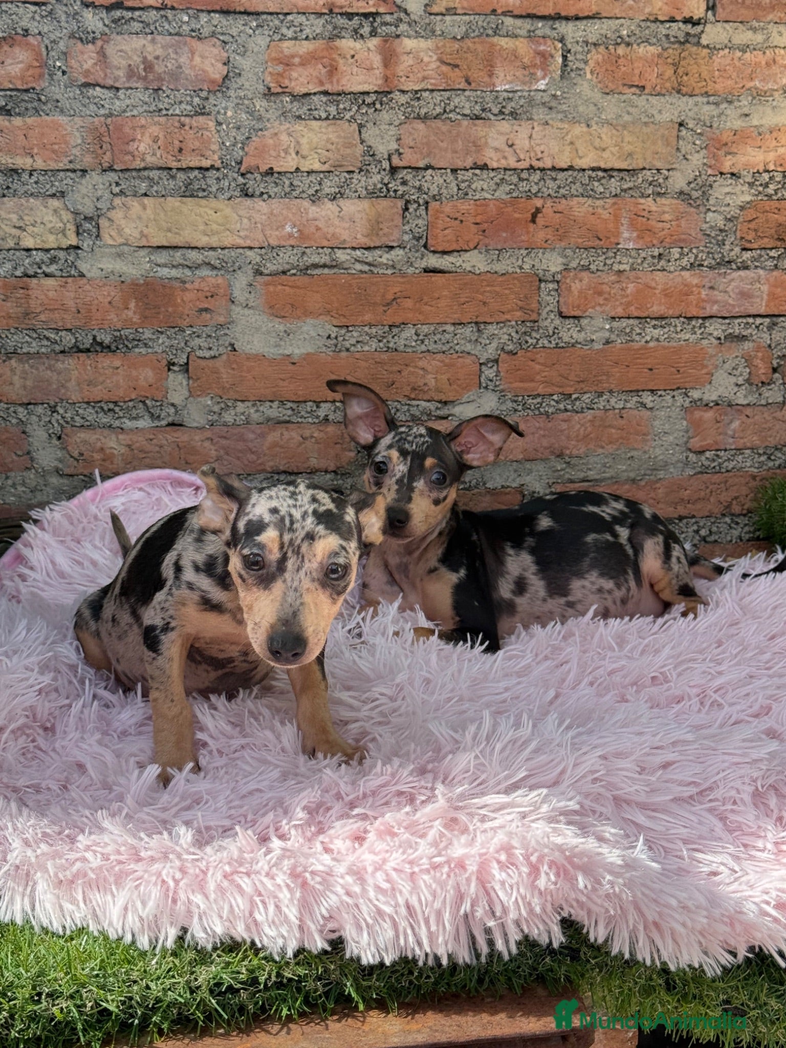 Pinscher Miniatura perros Mini pincher Merle disponibles  - Anuncio 2