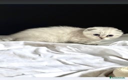 Scottish Fold gatos en venta: Cachorros scottish fold - Imagen 2