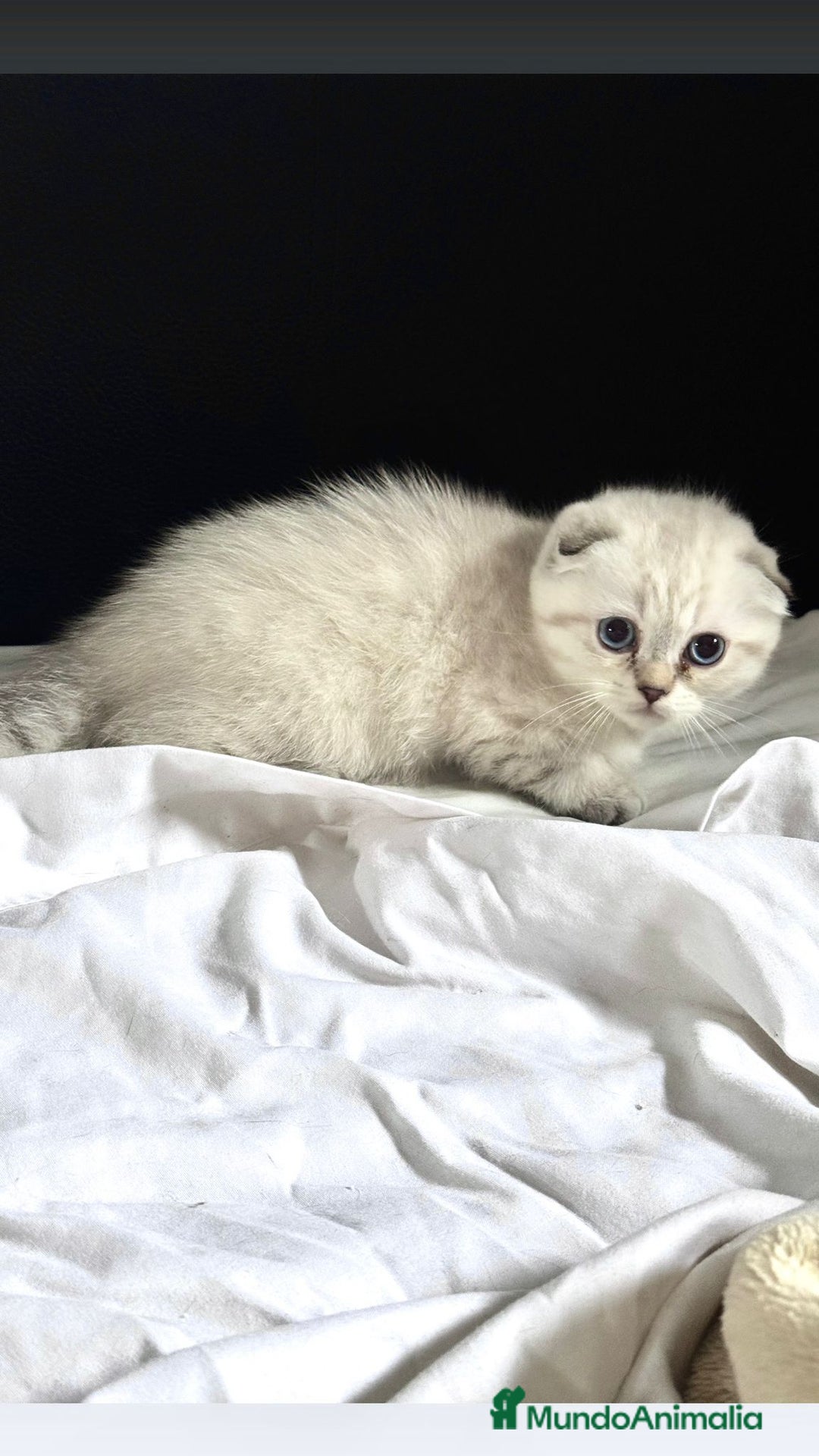 Scottish Fold gatos en venta: Cachorros scottish fold - Imagen 2