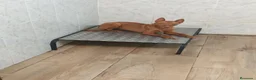 Podenco Andaluz perros en venta: Podenco andaluz  - Anuncio 3