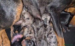 Pinscher Miniatura perros en venta: Pinscher miniatura merle - Imagen 5