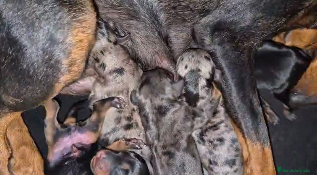 Pinscher Miniatura perros en venta: Pinscher miniatura merle - Imagen 5