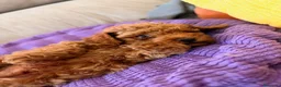 Caniche Toy perros en venta: Caniche toy - Anuncio 5