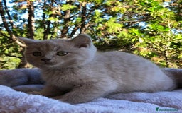 Británico de Pelo Corto gatos en venta: GATITO BRITISH MACHO - Anuncio 2