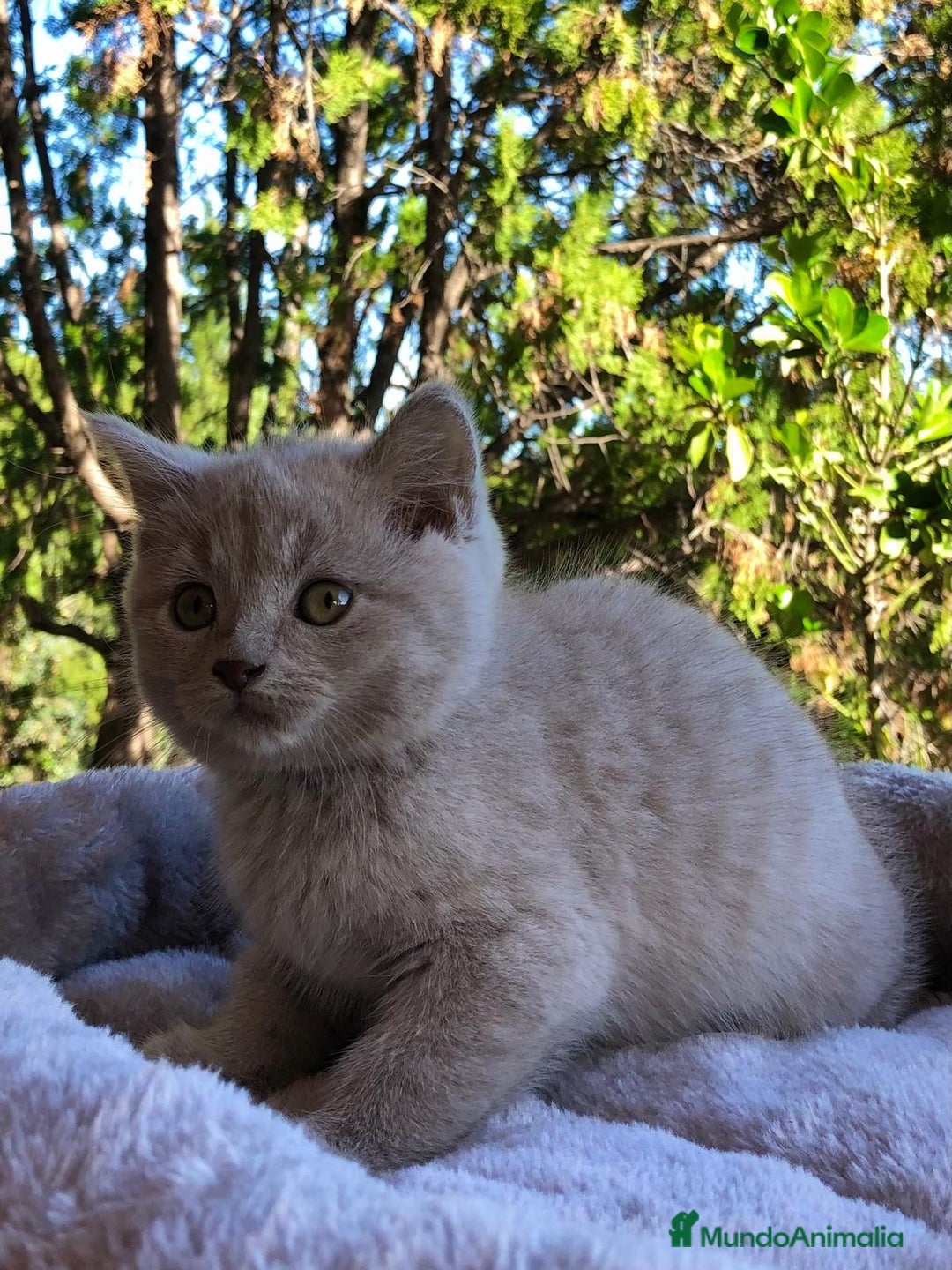 Británico de Pelo Corto gatos en venta: GATITO BRITISH MACHO - Anuncio 2
