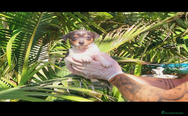 Raza Mixta perros en venta - Anuncio 4