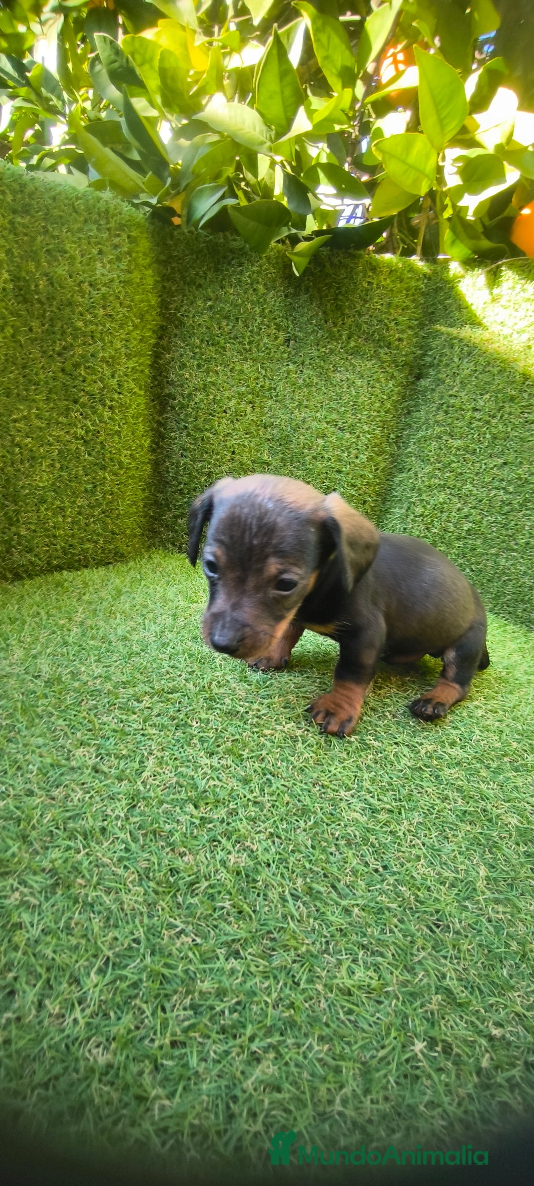 Teckel Miniatura perros en venta: camada teckel miniatura  - Anuncio 9