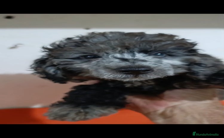 Caniche Toy perros - Anuncio 1