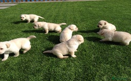 Labrador Retriever perros en venta: Cachorros labrador amarillo top - Imagen 10