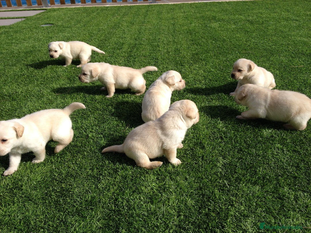 Labrador Retriever perros en venta: Cachorros labrador amarillo top - Imagen 10