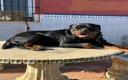 Rottweiler perros en venta: Rottweiler - Imagen 23