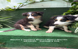 Border Collie perros en venta: BORDER COLLIE TRICOLOR - Imagen 7