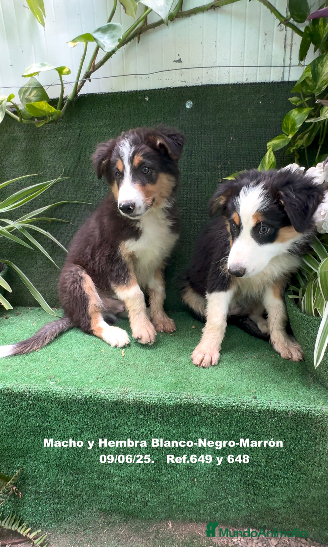 Border Collie perros en venta: BORDER COLLIE TRICOLOR - Imagen 7