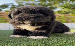 Perro de Agua Español perros en venta: PERRO DE AGUA HEMBRA - Imagen 8